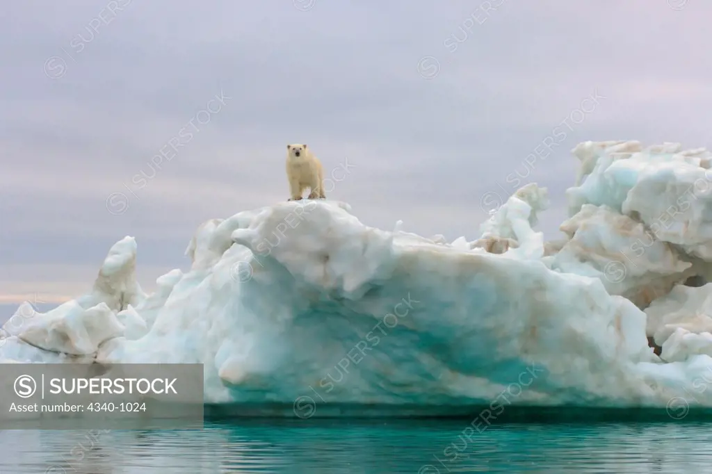Male Polar Bear on an Iceberg Floating in the Beaufort Sea