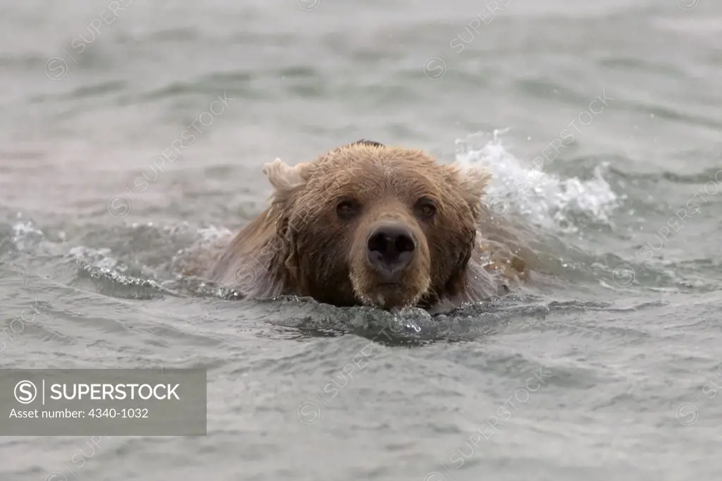 Arctic Grizzly Bear Swimming Along The Arctic Coast