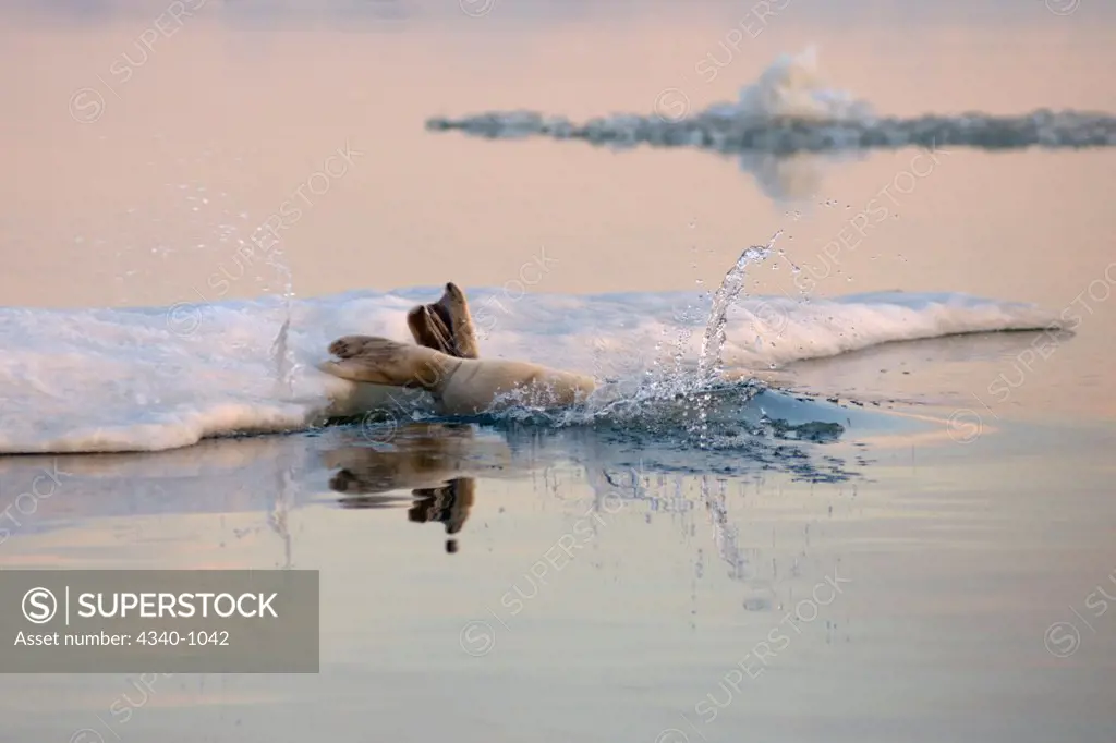 Bearded Seal Moves Off An Ice Floe In Early Fall