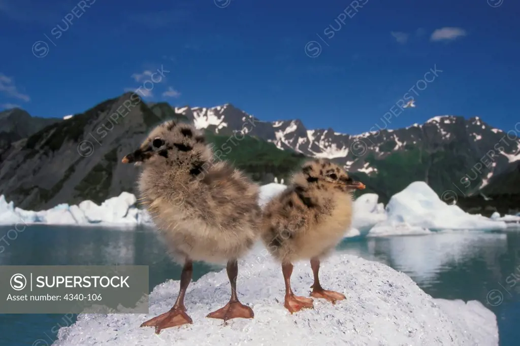 Mew Gull Chicks on an Iceberg