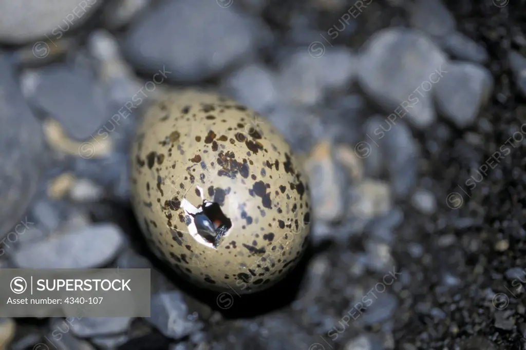 Black Oystercatcher Hatching