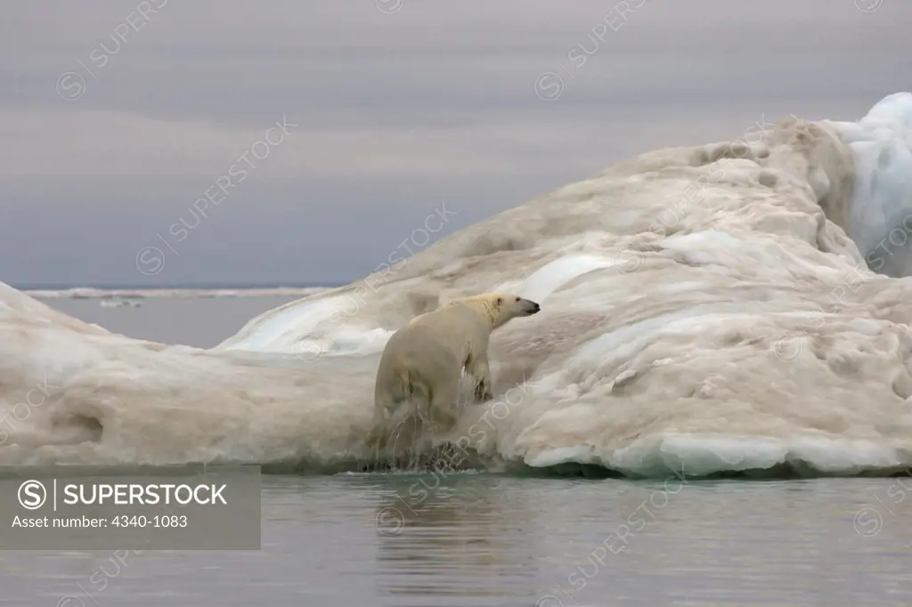 Polar Bear Climbs Up an Iceberg Floating in the Beaufort Sea