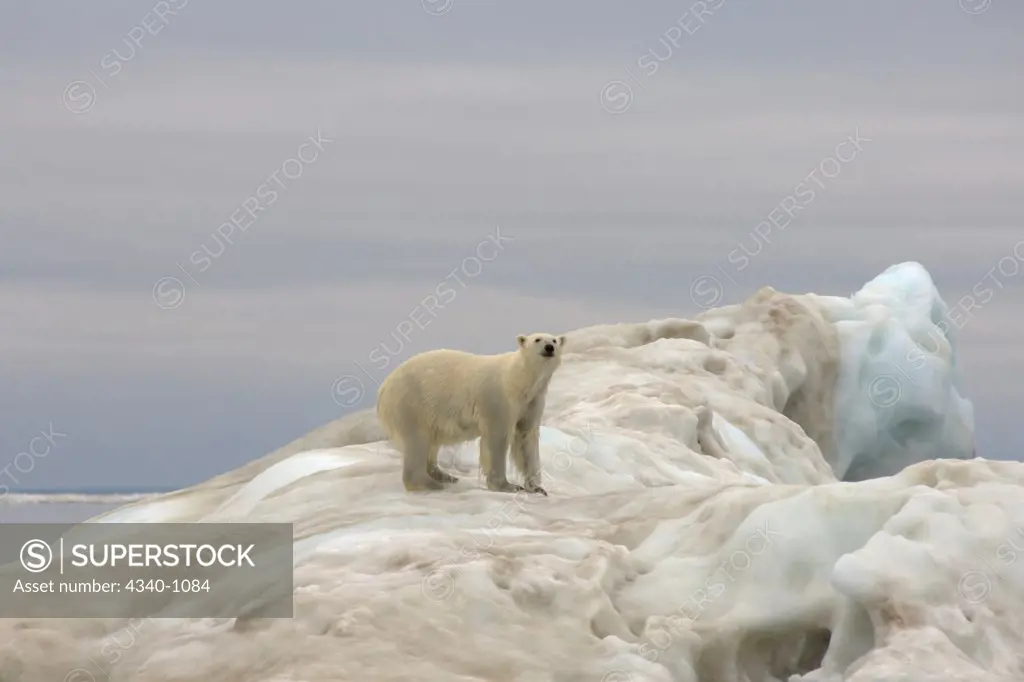 Polar Bear on an Iceberg Floating in the Beaufort Sea