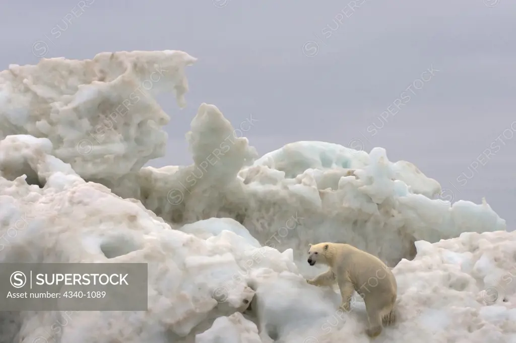 Polar Bear Climbs Up an Iceberg Floating in the Beaufort Sea