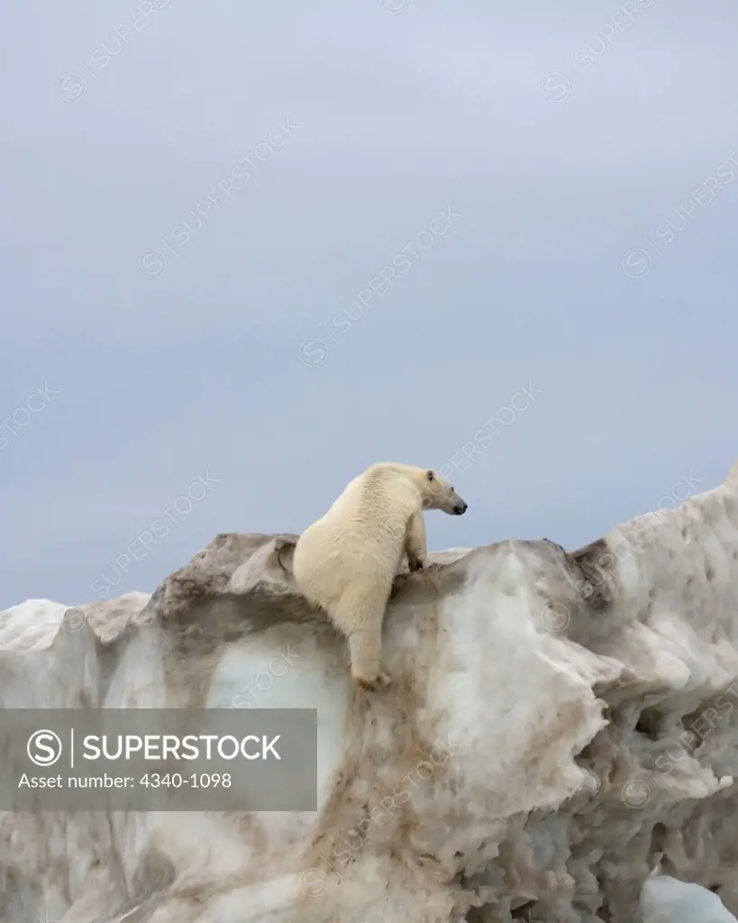 Polar Bear Climbs Up an Iceberg Floating in the Beaufort Sea