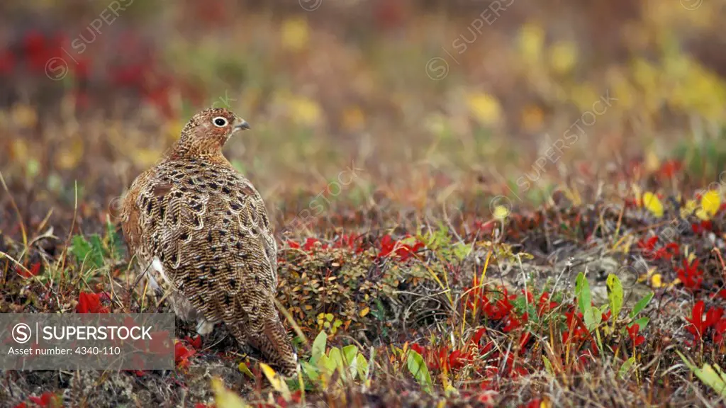 Willow Ptarmigan on Colorful Fall Tundra