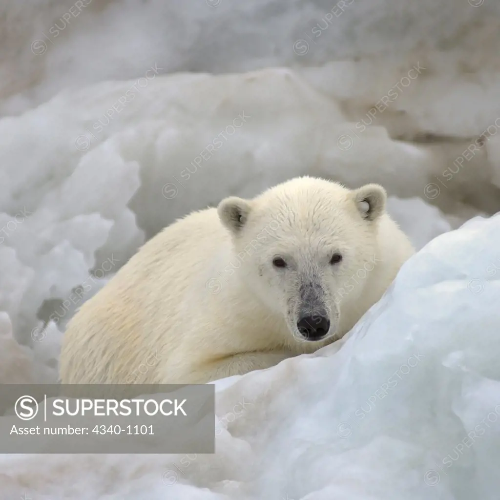Polar Bear Resting on an Iceberg