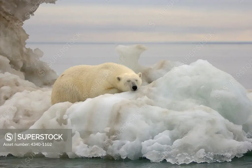 Polar Bear Resting on an Iceberg