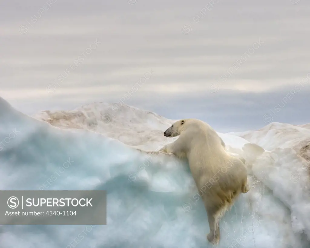 Polar Bear Climbs Up an Iceberg