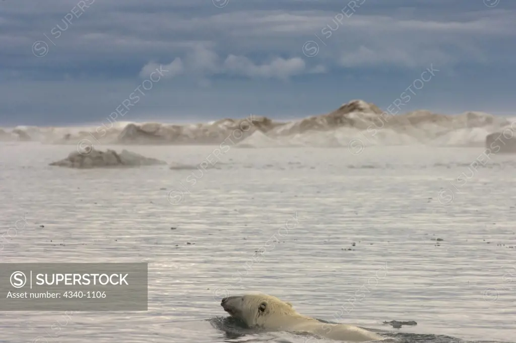 Male Polar Bear Swimming in the Beaufort Sea in Summertime