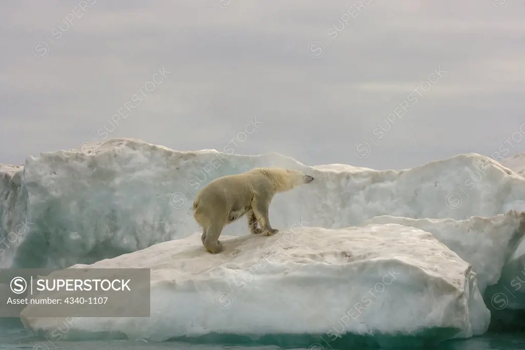 Polar Bear On an Iceberg