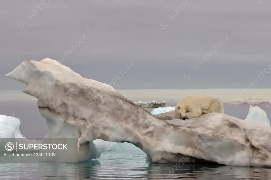 Polar Bear Sleeping on an Iceberg