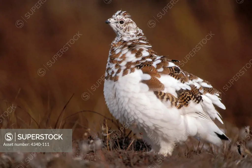 Willow Ptarmigan Changing into Winter Colors