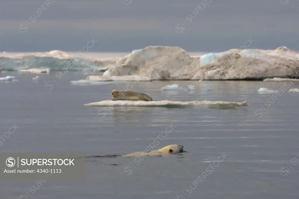 Polar Bear Hunting a Bearded Seal