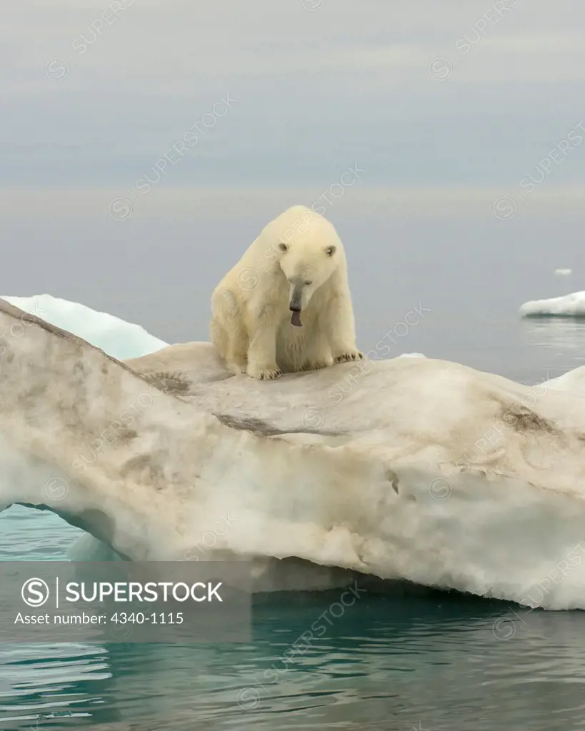 Polar Bear on an Iceberg Floating in the Beaufort Sea