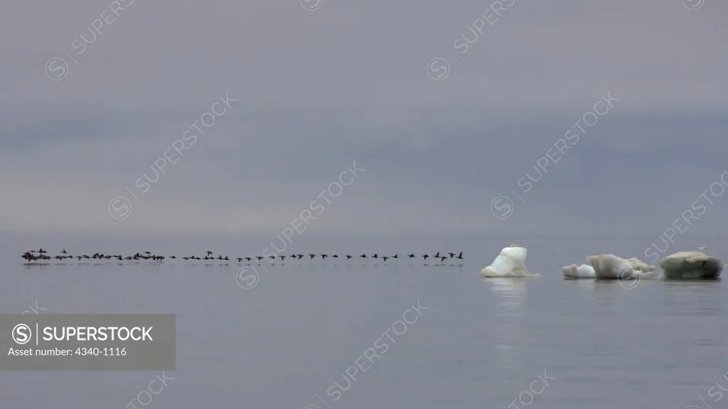 Flock of Eiders Flying Along the Arctic Coast During Summer Migration