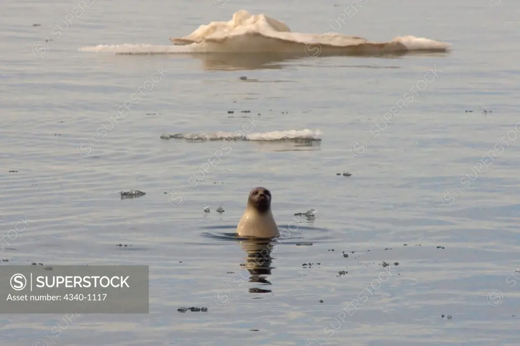 Ringed Seal Swimming Along the Arctic Coast In Mid-Summer
