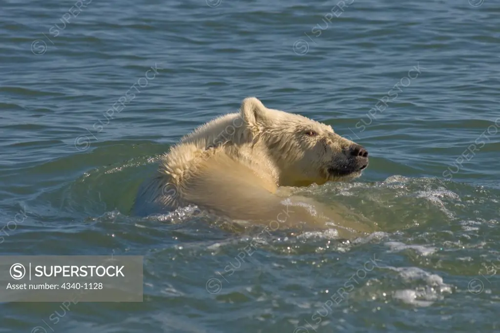 Male Polar Bear Swimming in the Beaufort Sea in Summertime, Arctic Ocean