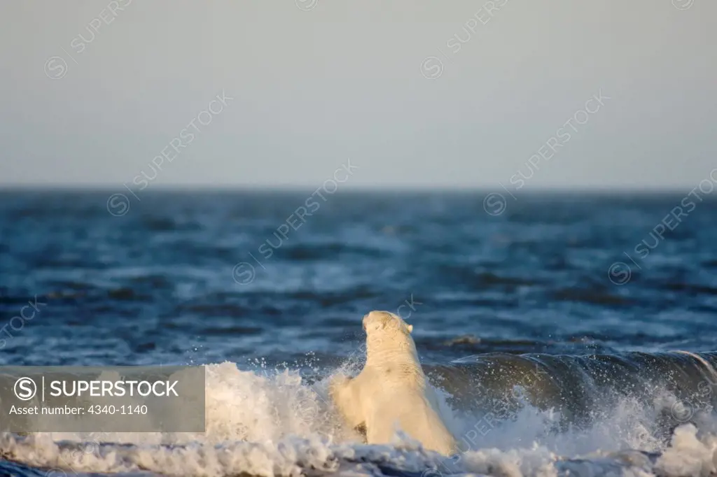 Polar Bear Playing in the Surf