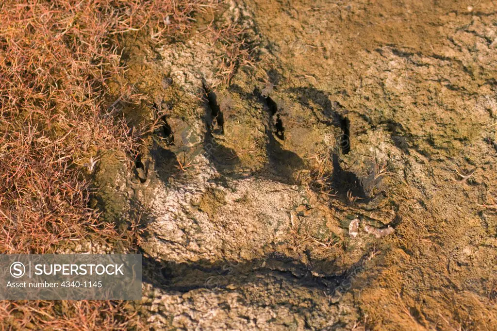 Polar Bear Footprint on Bernard Spit in Late Summer
