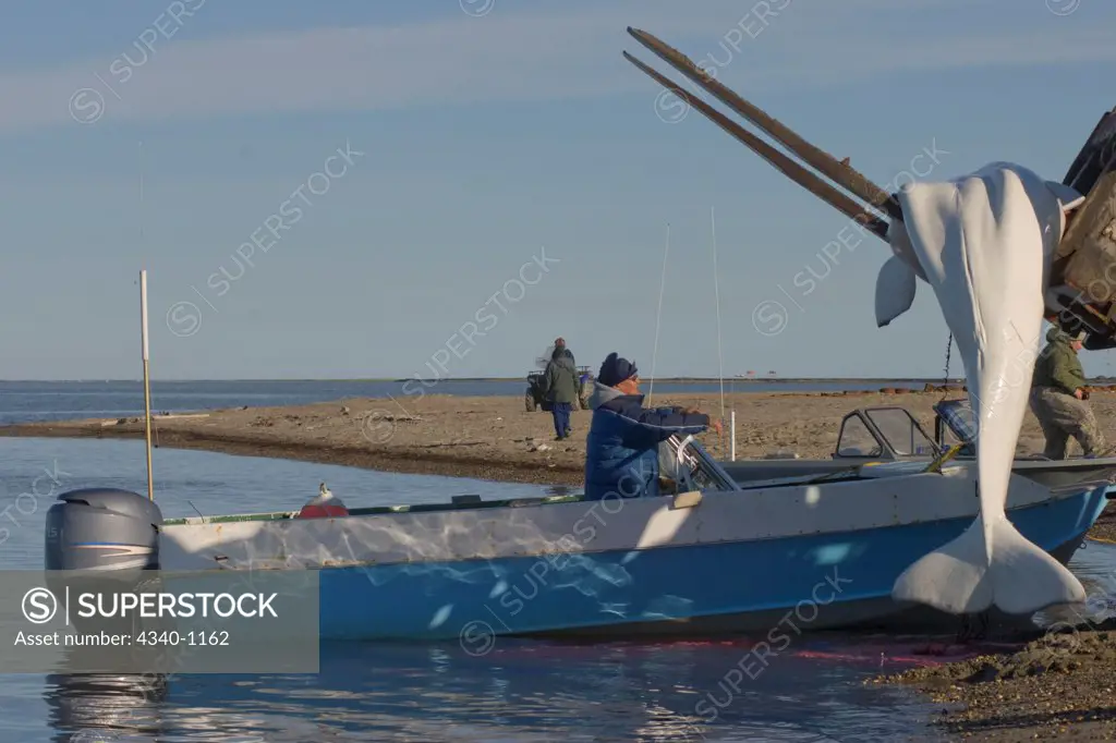 Inupiaq Whalers Haul in a Beluga Whale Catch