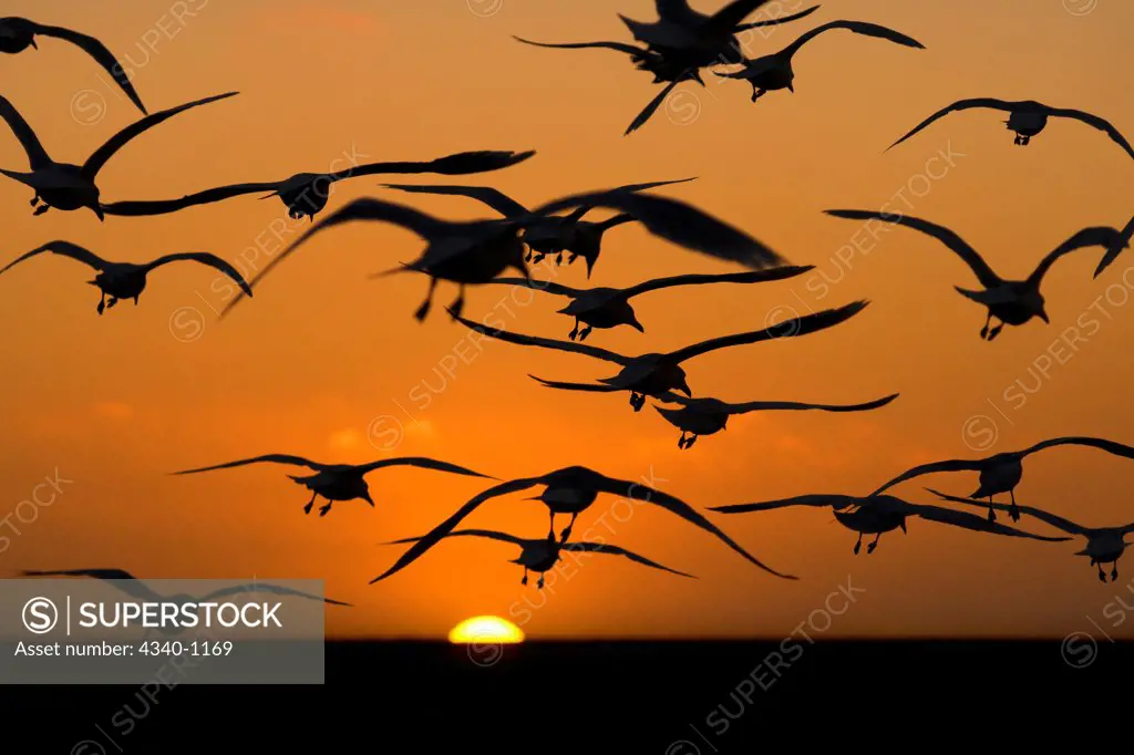 Flock of Seagulls Silhouetted at Sunset