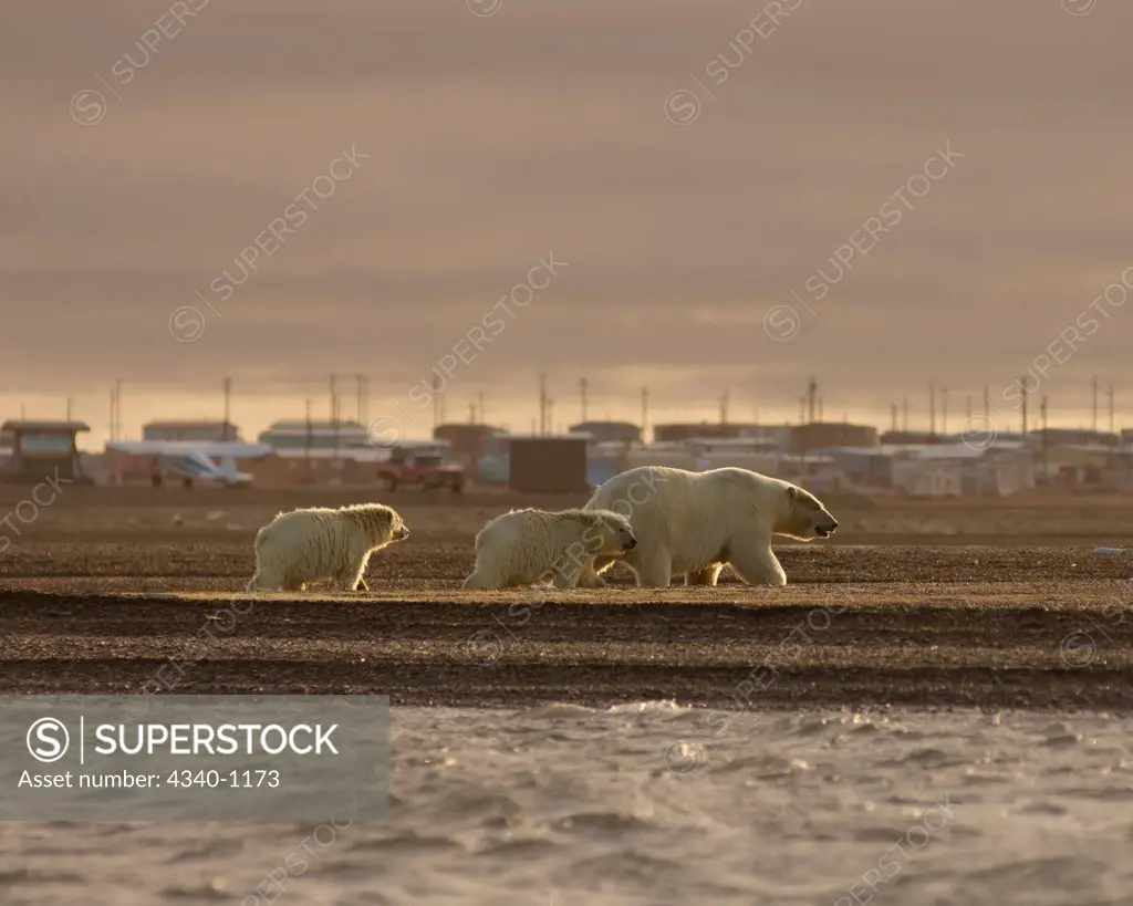 Polar Bear Family Walking Outside the Inupiaq Village of Kaktovik