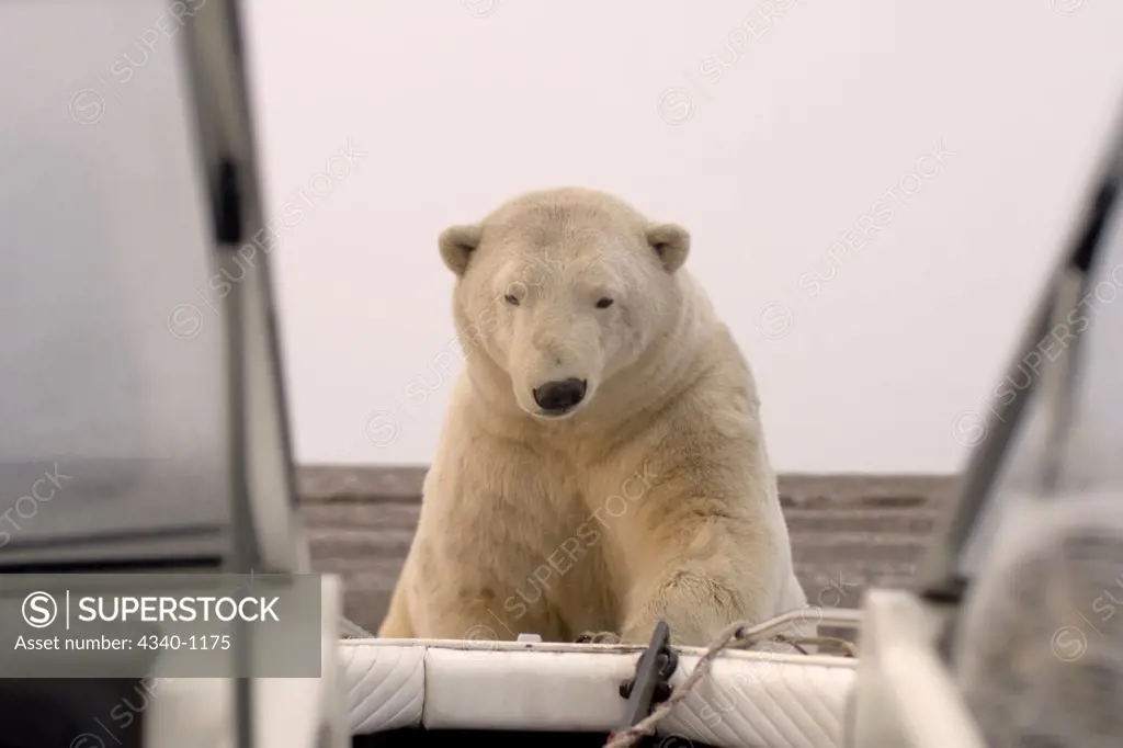 Polar Bear Curiously Checking Out a Beached Boat