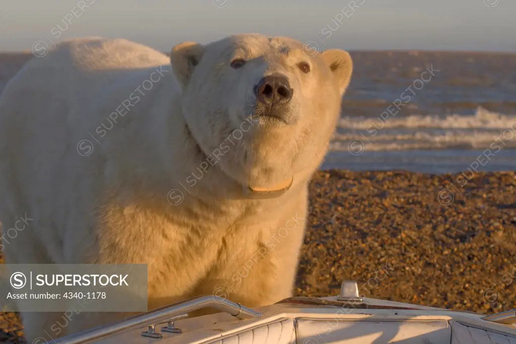 Collared Polar Bear Sow Curiously Checking Out a Beached Boat
