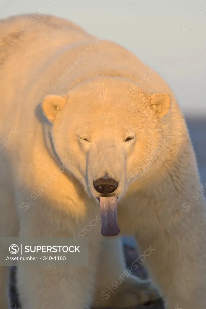 Polar Bear with Its Tongue Out
