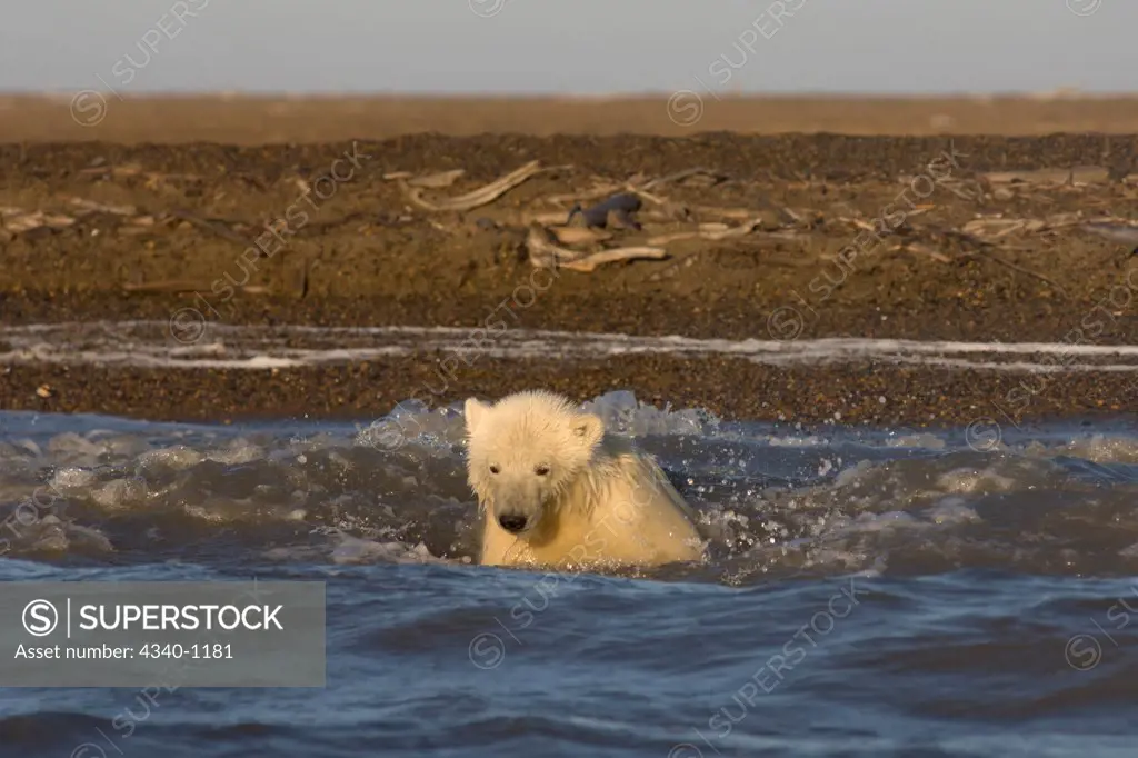 Polar Bear Cub Playing in the Water Off a Barrier Island