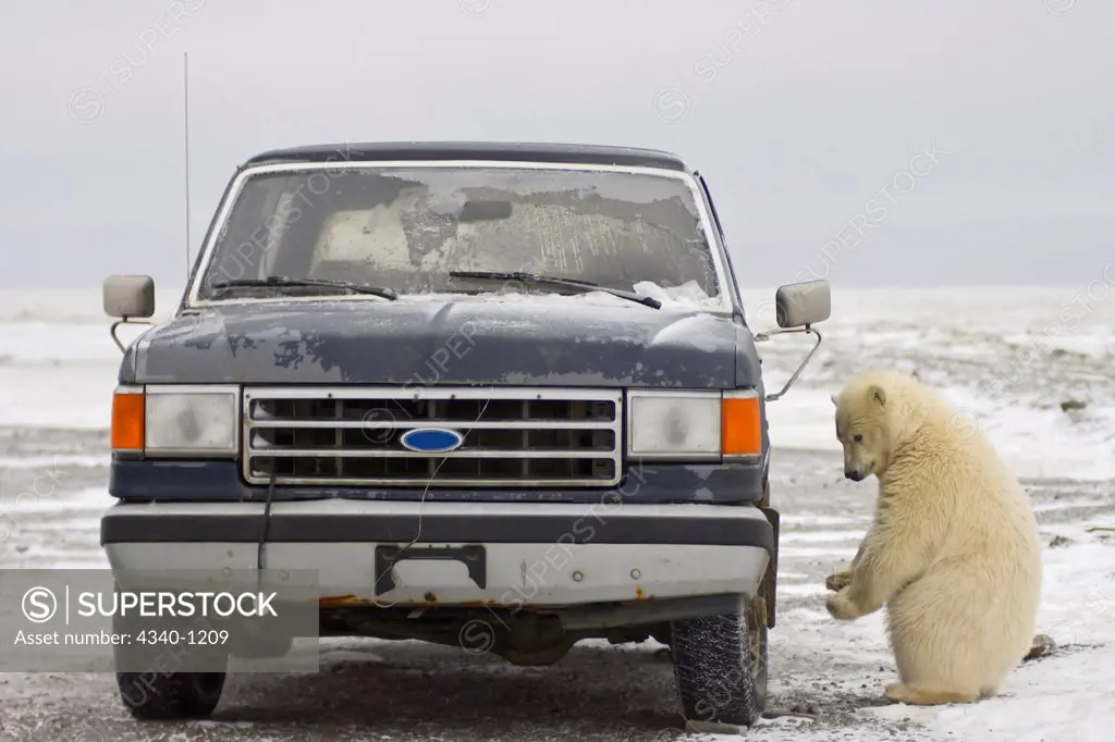 Curious Polar Bear Cub Checks Out a Truck on Barter Island