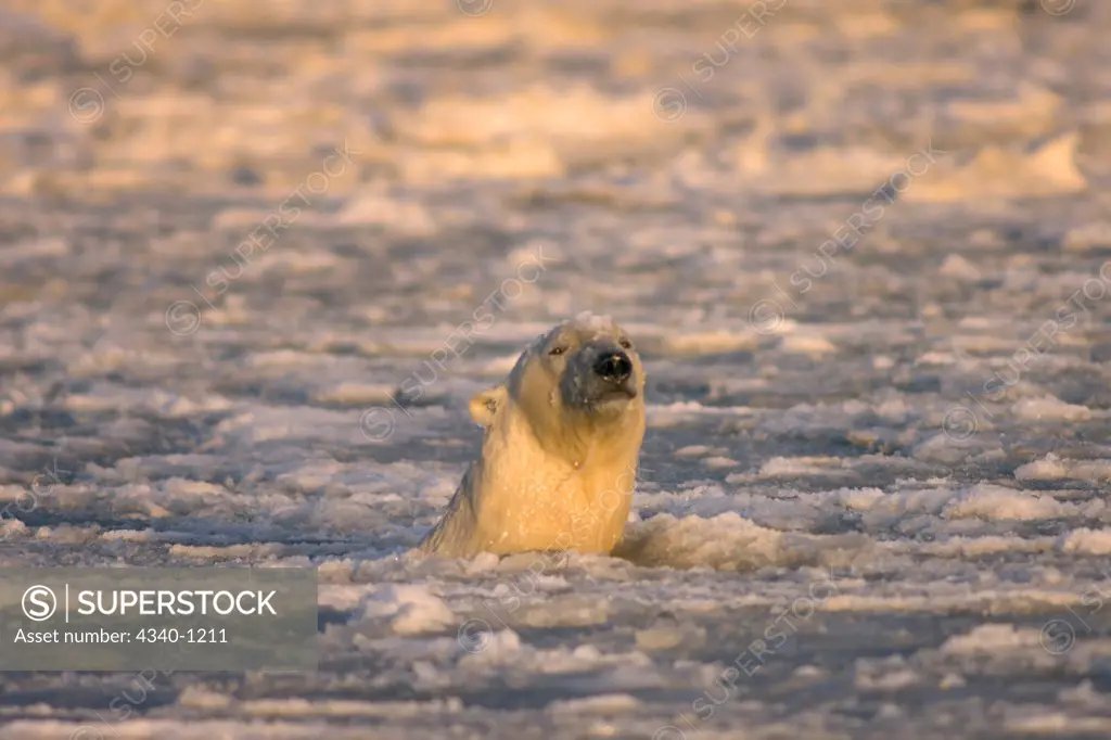 Adult Polar Bear Swims in Slushy Newly Forming Pack Ice