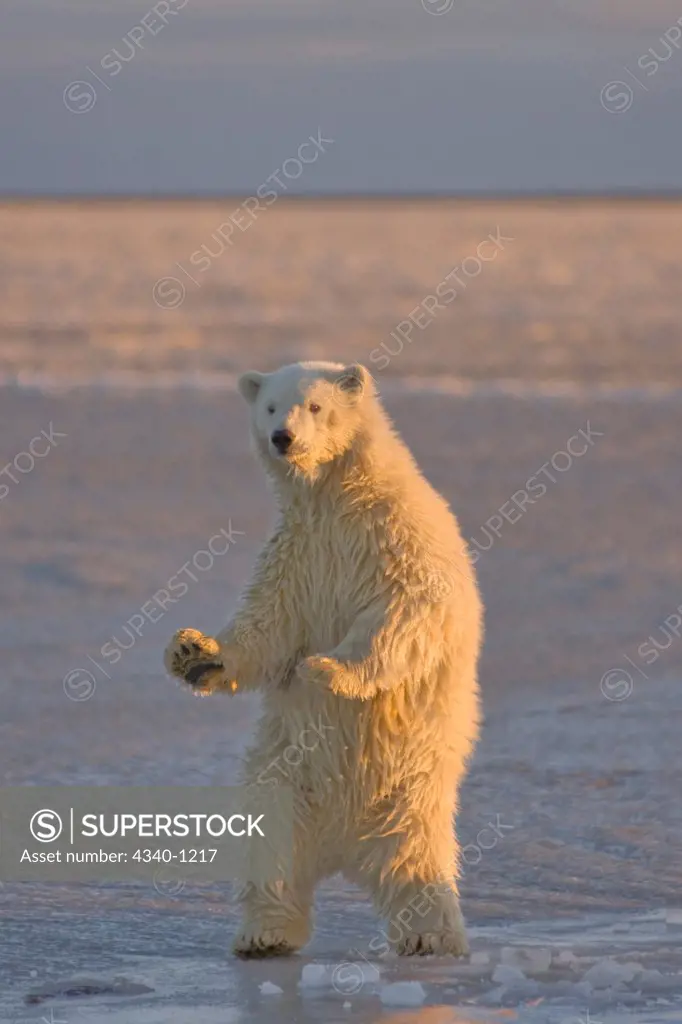 Polar Bear Cub Standing on the Pack Ice