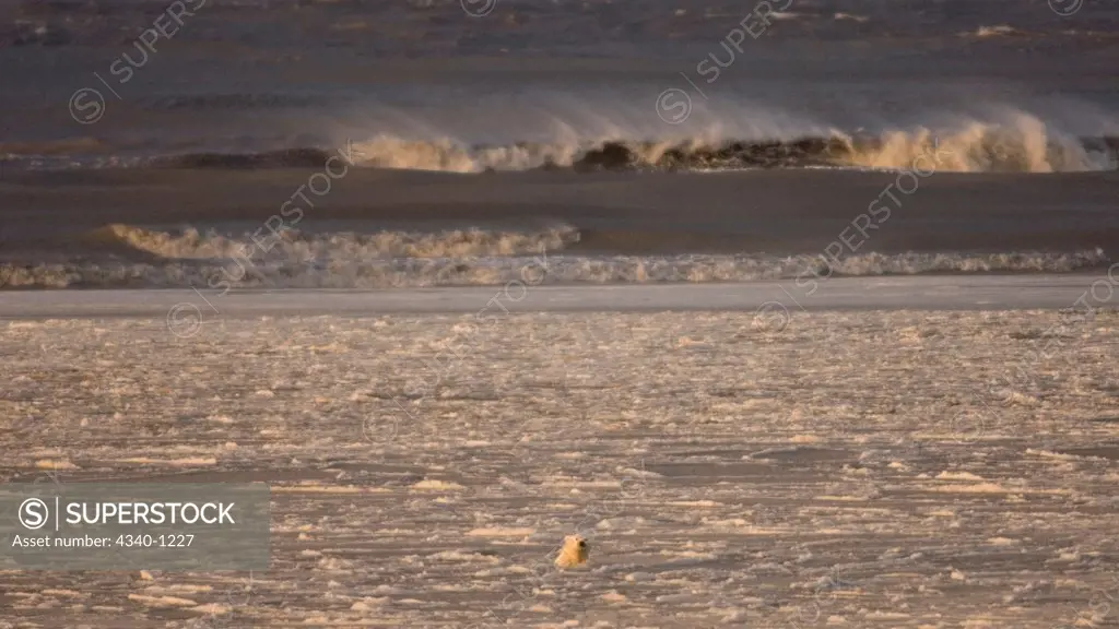 Adult Polar Bear Swims in Slushy Newly Forming Pack Ice