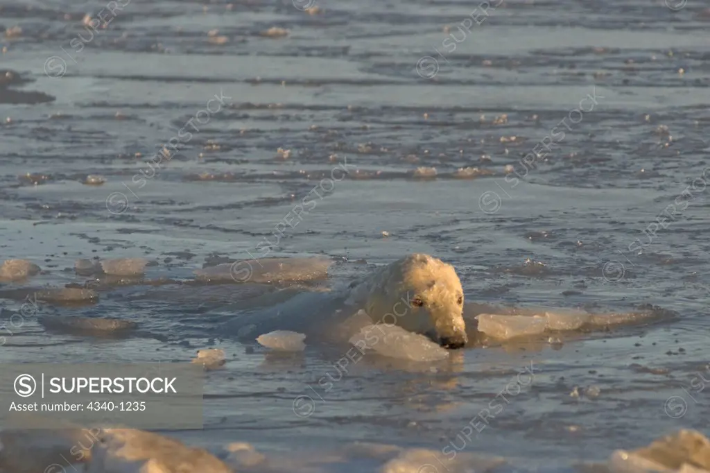 Polar Bear Cub Playing in Newly Forming Pack Ice