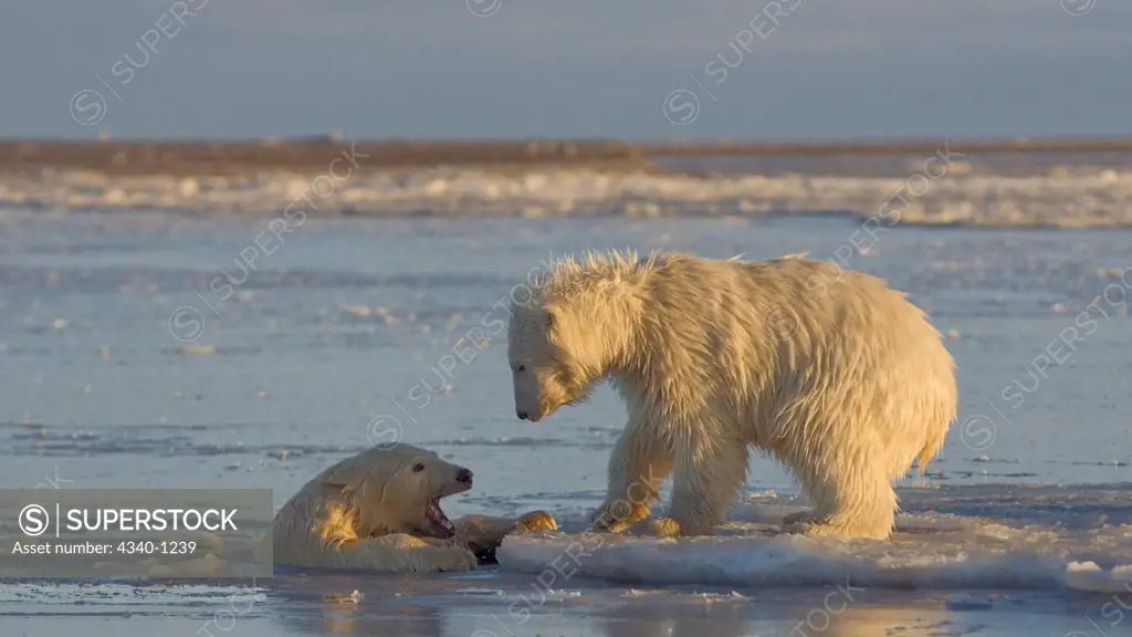 Polar Bear Cubs Play in Newly Forming Pack Ice