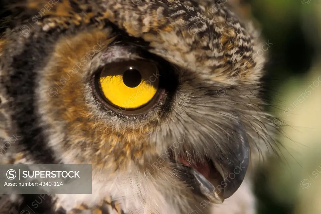 Eye of a Great Horned Owl