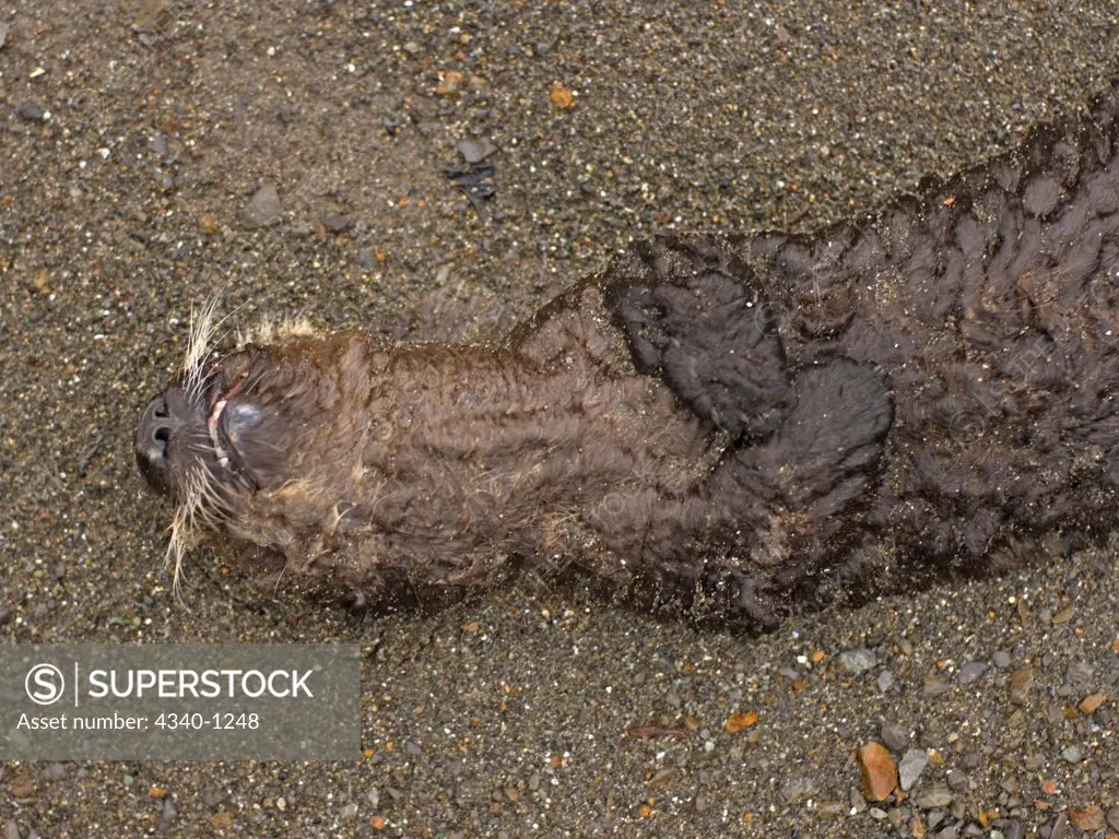 Deceased Sea Otter Pup