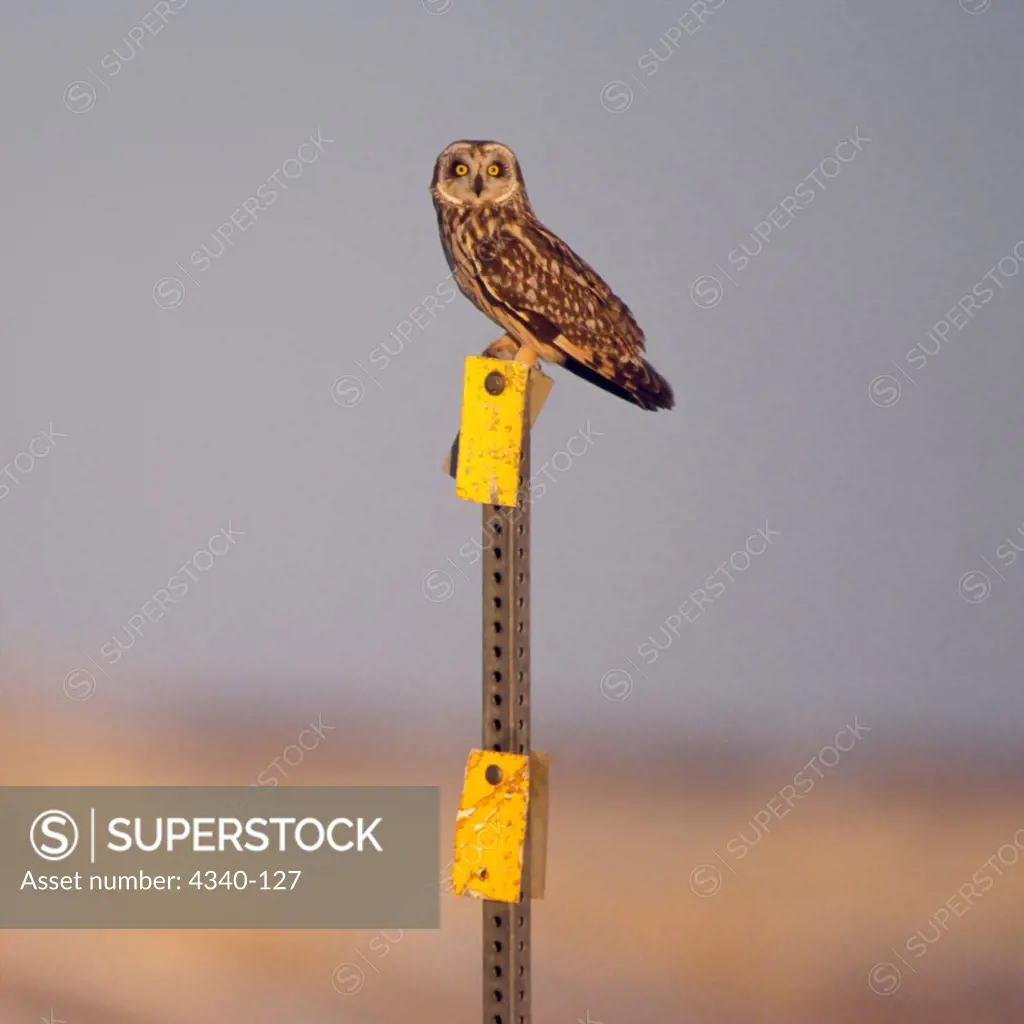 Short-Eared Owl on a Signpost in Arctic Alaska