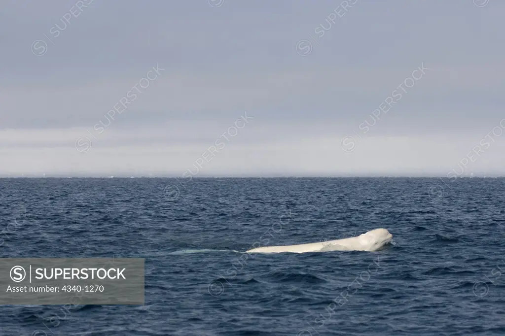 Beluga Whale Swimming in Chukchi Sea