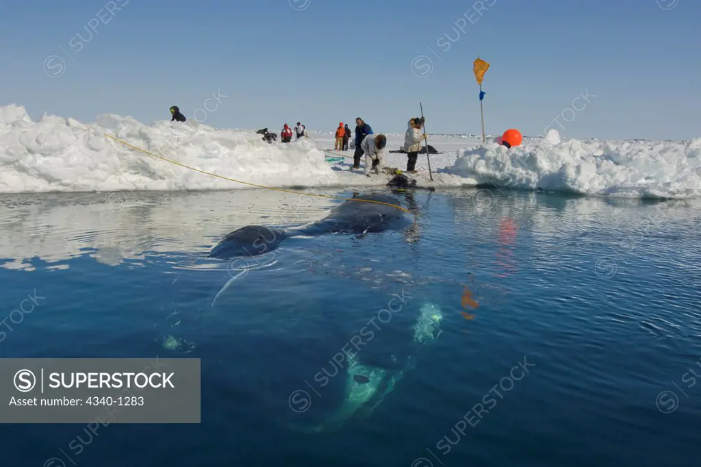 Bowhead Whale Catch Underwater