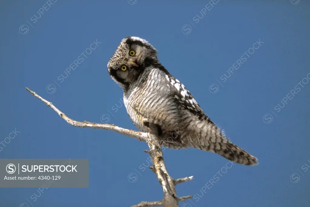 Northern Hawk Owl Tilting Head