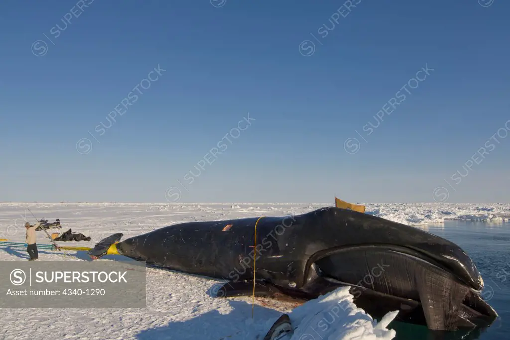 Inupiaq Whalers Haul in a Bowhead Whale Catch