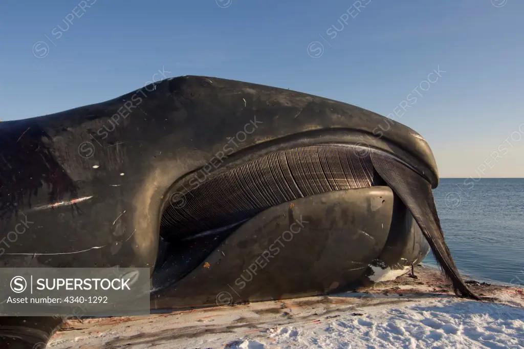 Bowhead Whale Caught by Inupiaq Subsistence Whalers