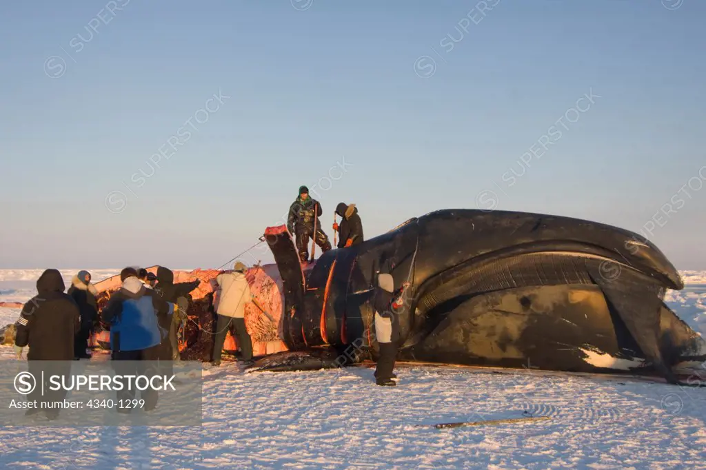 Inupiaq Subsistence Whalers Process a Bowhead Whale Catch