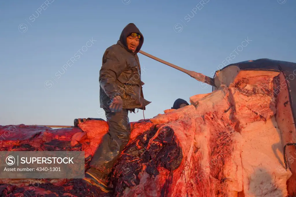 Inupiaq Subsistence Whaler Processes a Bowhead Whale Catch