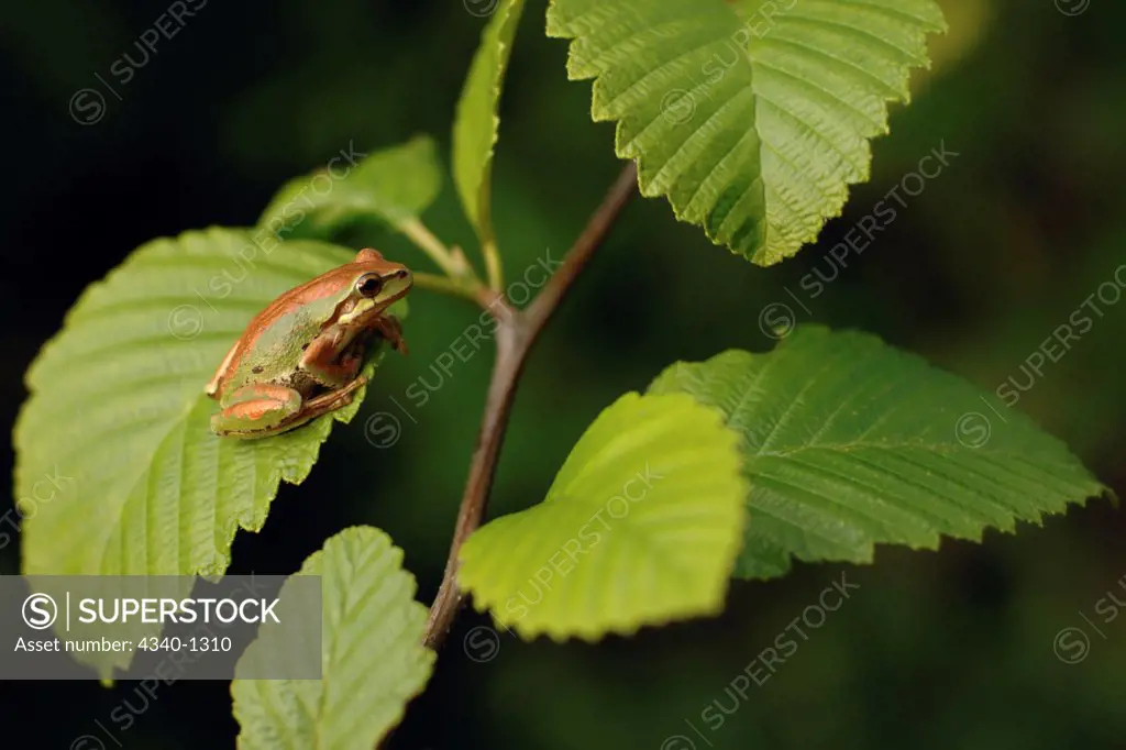 Pacific Tree Frog on a Leaf