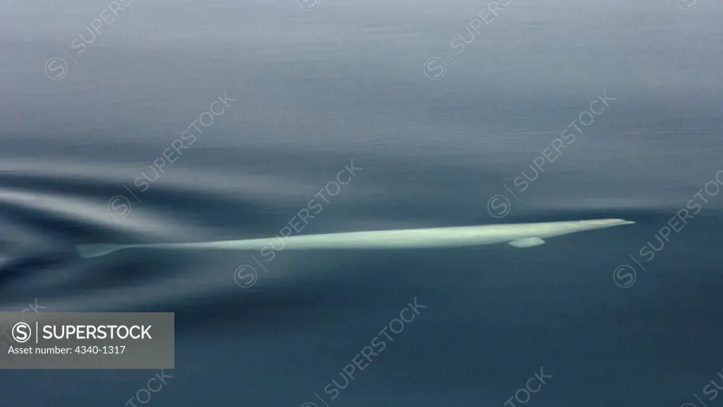 Beluga Whale Underwater