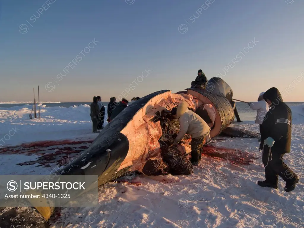 Inupiaq Subsistence Whalers Process a Bowhead Whale Catch